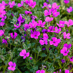 Aubretia or Aubrieta low spreading hardy evergreen perennial flowering plants with multiple dense small violet flowers with yellow center planted in local garden
