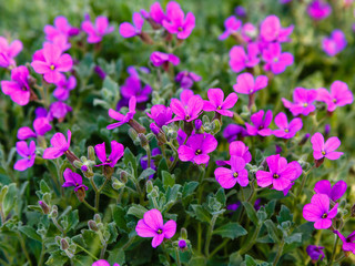 Aubrieta flowers - Latin name - Aubrieta hybrids