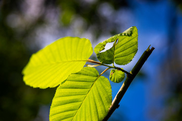 Young green leaves lit by the sun