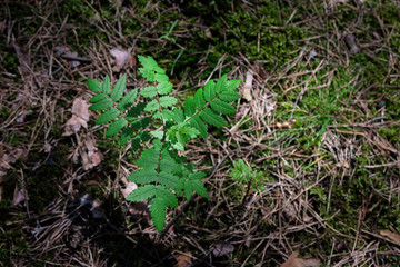 Young green leaves lit by the sun