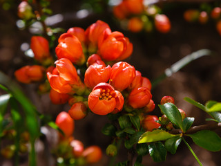 Flowering Quince 'Rubra' (Chaenomeles speciosa, syn. Chaenomeles lagenaria). Flowering ornamental...