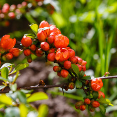Chaenomeles japonica flowering against sunshine in garden, called the Japanese quince or Maule's quince, is a species of flowering quince