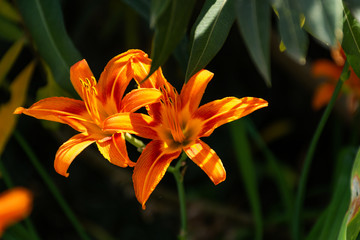 Fototapeta premium Hemerocallis fulva, Orange daylily close-up. Bright garden flower. Summer flowerbed with flowers. Orange daylily in selective focus. Macro photography of flowers in the garden.