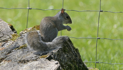 Grey squirrel searching for food in tree
