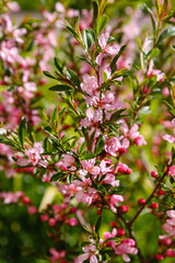 Spring almond tree pink flowers with branch