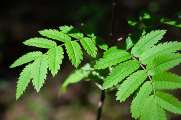 Young green leaves lit by the sun