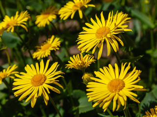 Bright yellow daisies in the spring garden. Doronicum orientale or leopard's bane flowers yellow flower in spring garden