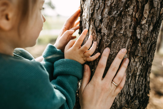 Close-up of hands of a little girl and a woman, touching a tree in a forest. Concept of caring and saving nature.