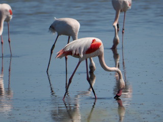 group of Pink Flamingo moving and reflecting in the water of the lagoon