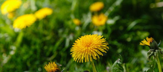 Summer banner or green background with Taraxacum officinale flowers, yellow dandelion