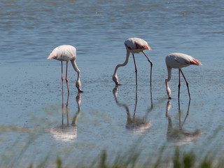 group of Pink Flamingo moving and reflecting in the water of the lagoon