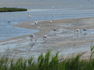 Pink Flamingos in their typical habitat