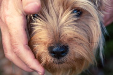 Naklejka na ściany i meble yorkshire terrier puppy and a hand old friends men and dog