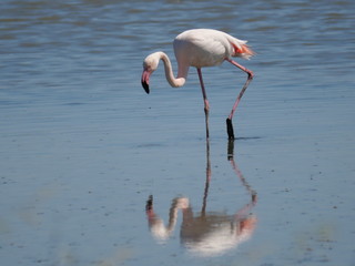 Pink Flamingo moving and reflecting in the water of the lagoon
