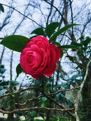red rose in the garden