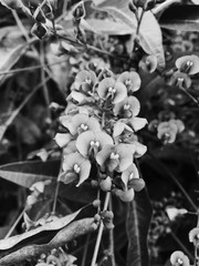black and white flowers