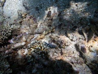 Pimpled phyllidiella dorid nudibranch dramatic black with three median blueish grey clusters of tubercles with white tips.