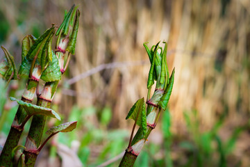 a plant that looks like bamboo, Polygonum sachalinense