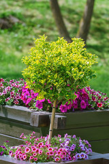 Small tree in Flower pot