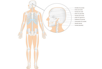 Infografik der Anatomie - Skelett - Schädel vom Mensch  (deutsche Beschriftung)
