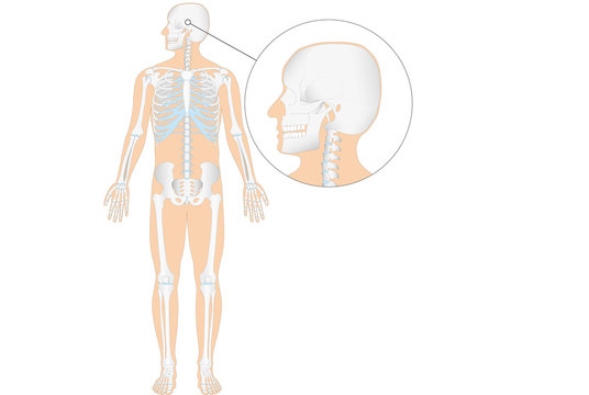 Anatomie - menschliches Skelett - Schädel