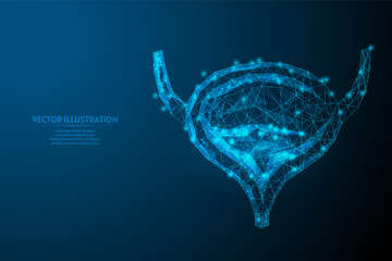 Human bladder close up. Organ anatomy. Excretory system. Kidney disease, cancer, cystitis, stones. Innovative medicine and technology. 3d low poly wireframe vector illustration.