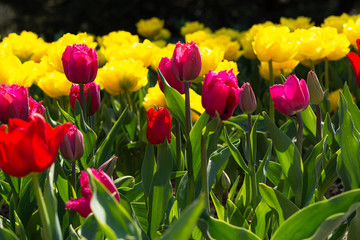Beautiful colorful red and yellow tulips background. Field of spring flowers. Flower bed tulips close up
