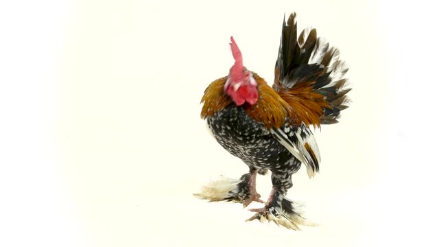 Rooster Milfler isolated at white background in studio