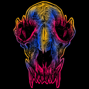 Animal Wolf skull