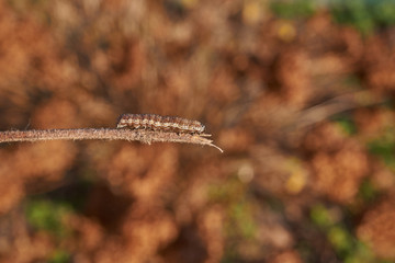 The caterpillar seeks shelter before the onset of winter.