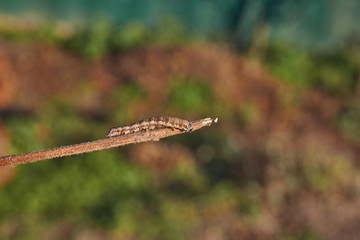 The caterpillar seeks shelter before the onset of winter.
