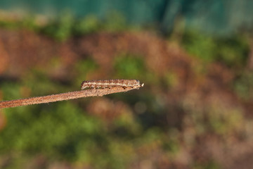 The caterpillar seeks shelter before the onset of winter.