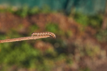 The caterpillar seeks shelter before the onset of winter.