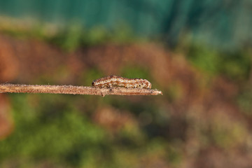 The caterpillar seeks shelter before the onset of winter.