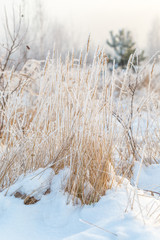 Frosty winter landscape