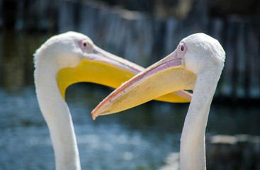 two large white pelicans on the lake