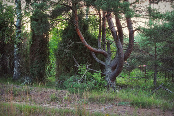 Crooked and unusual coniferous tree pine
