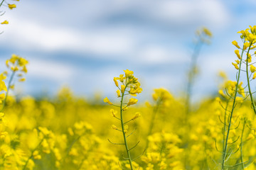 canola, colza, rape field