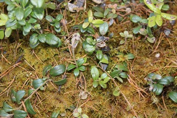 green moss in the garden