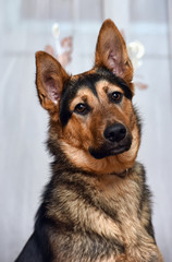half-breed dog German shepherd close-up