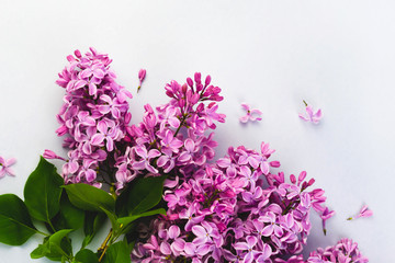 Lilac branch flower blooming bouquet border top view pattern. Spring, summer plant on pastel background