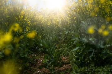 canola, colza, rape field
