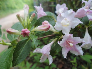 ciekawe różowe kwiaty na gałązce © JBM