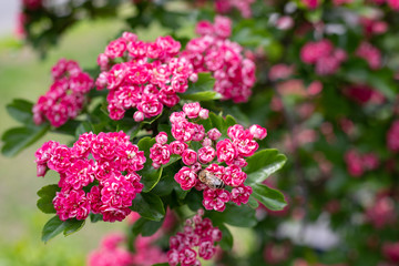 Beautyful flowering  spring and summer tree with small pink flowers, roses and green leaves