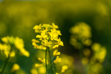 Rapeseed field, Blooming canola flowers close up