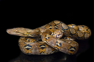 Reticulated Python (Python reticulatus) isolated on black background.
