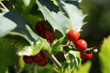 Holly berries on a branch. Ilex aquifolium.