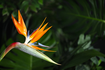 Fototapeta na wymiar Bird of Paradise tropical flower on blurred background, closeup. Space for text