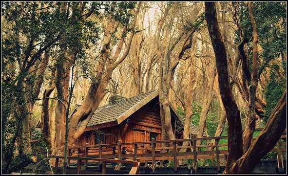 Bosque de Arrayanes