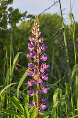 Lupine, or wolf bean (lat. Lupinus) - a genus of plants from the legume family (Fabaceae).